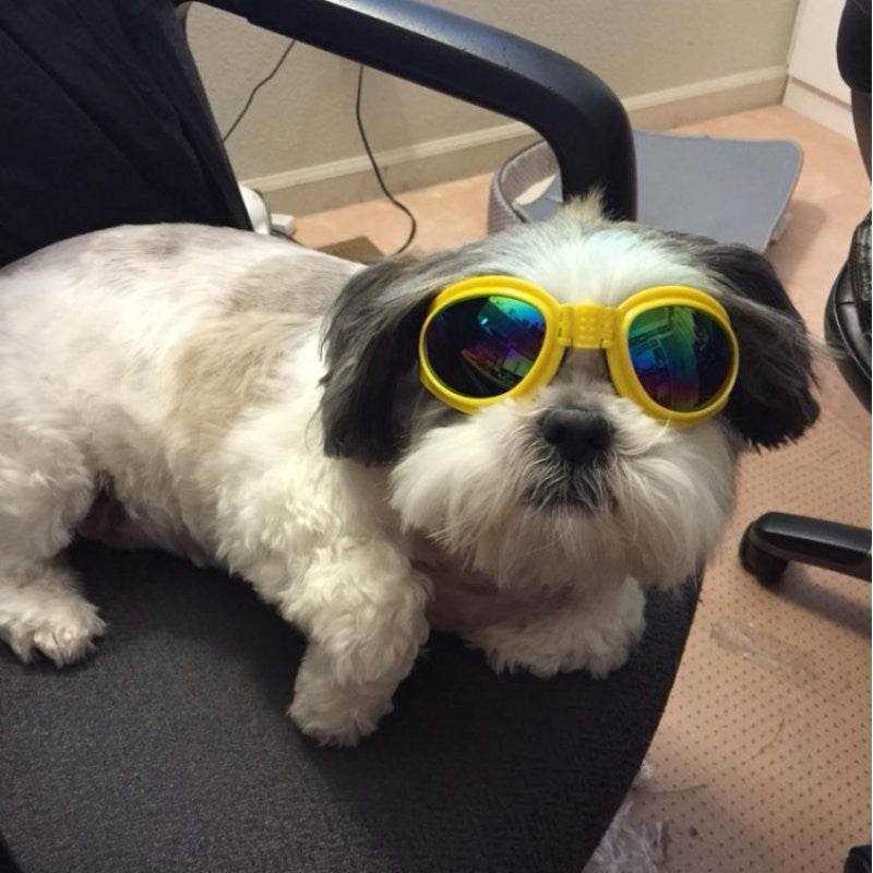 Dog Sunglasses – UV Protection & Stylish Look.